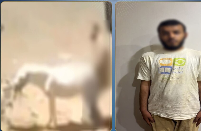 ضبط مواطن اعتدى جنسيا على حمار