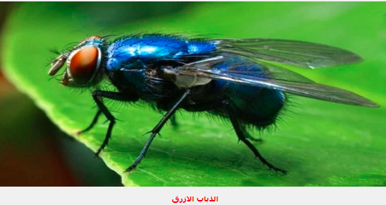 ذبابة زرقاء تقضي على المواشي في هذه المحافظة اليمنية