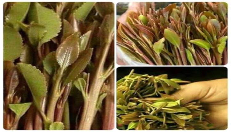 صادم.. دكاكين تستهدف النساء كزبائن ليلاً.. وغضب شعبي يطالب بإيقاف فوضى القات 