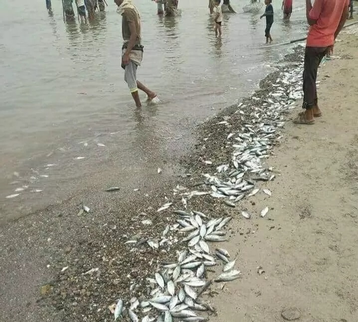 شاهد نفوق الآف الاسماك في شواطئ هذه المديرية لهذا السبب