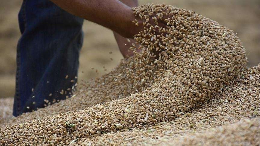 إعلان صادم لجميع اليمنيين بشأن انتهاء مخزون القمح في اليمن خلال وقت قصير جدا